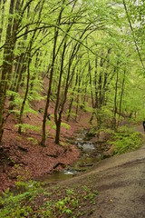 Forest path by a stream in Hungary