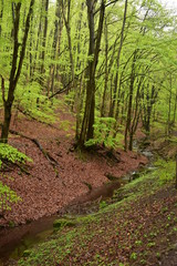 Forest path by a stream in Hungary