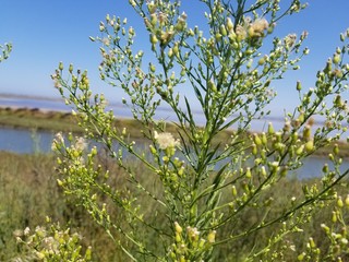tree in spring