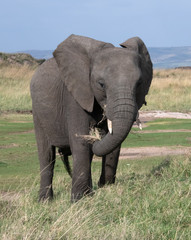 Fototapeta premium elephant in kenya
