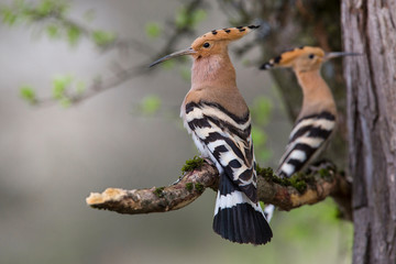 Beautiful Hoopoe, Eurasian Hoopoe (Upupa epops)
