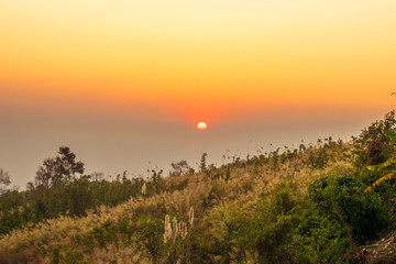 CATKIN FLOWER AND ORANGE SKY IN BANGLADESH