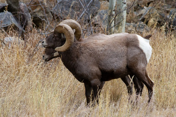 Mammals of Colorado. Colorado Rocky Mountain Bighorn Sheep