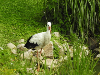 Storch am Ufer