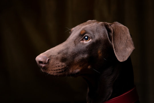 Dobermann Portrait