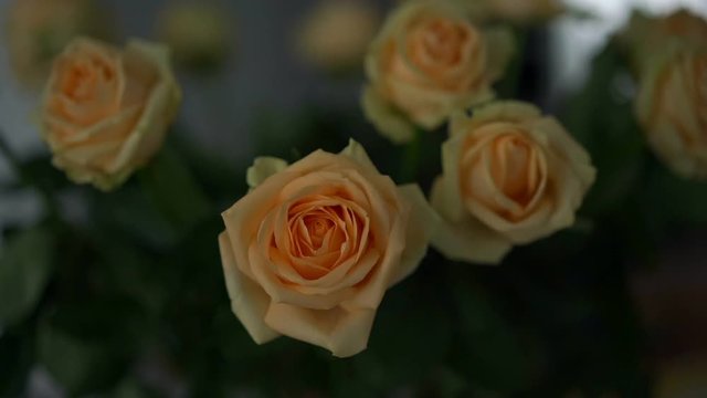 beautiful tender beige and yellow rose bunch blooms surrounded by green leaves extreme close view slow motion