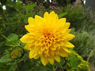 Gelbe frühlingsblumen