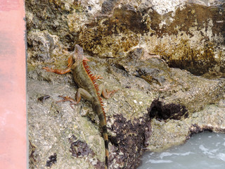 Red Iguana on the Rocks next to the Marker of the Southernmost Point in Key West, Florida