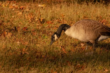 goose on grass