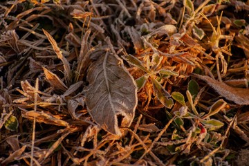 Morning frost