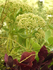 Sedum Dickblatt Knospe und Blüten