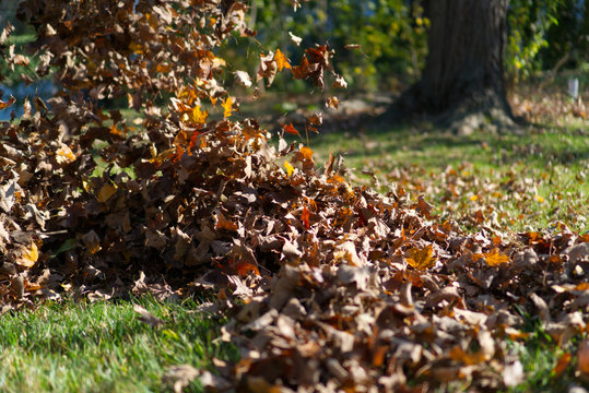 Leafs are being blown aways during fall season leaf raking