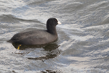 coot in the water