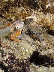 Red Iguana on the Rocks next to the Marker of the Southernmost Point in Key West, Florida