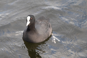 Coot in the water