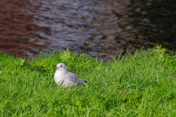cute seagull