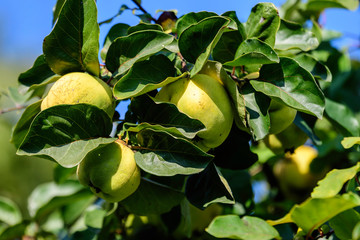 Fresh ripe organic yellow quinces and green leaves on three brunches in an orchard, in soft focus