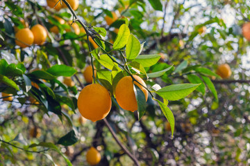 Branches of lemon tree