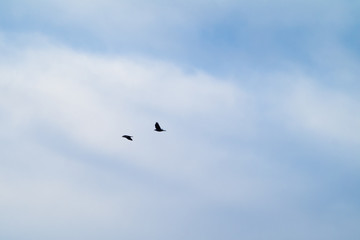 Birds flying 