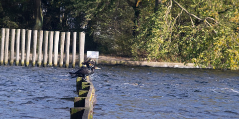 Birds on a wooden beam