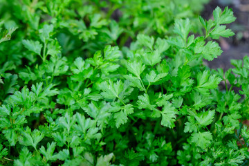 Fototapeta na wymiar Fresh bush with green leaves of parsley in a garden in a sunny autumn day
