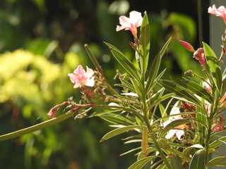 Rosa Oleander