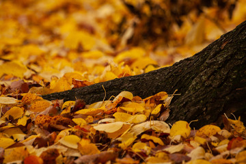 Yellow Leaves