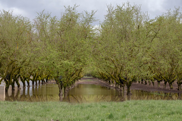 Flooded hazelnut (filbert) orchard in the Willamette Valley near Albany, Oregon.