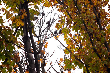 Ravens sitting on branches 