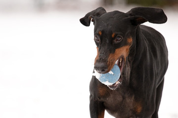 Dobermann im Schnee mit Ball