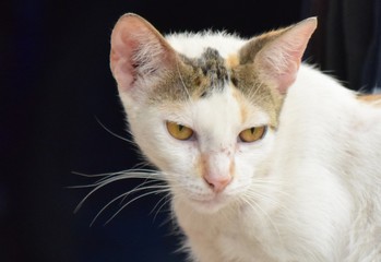 Gesicht einer Strassenkatze