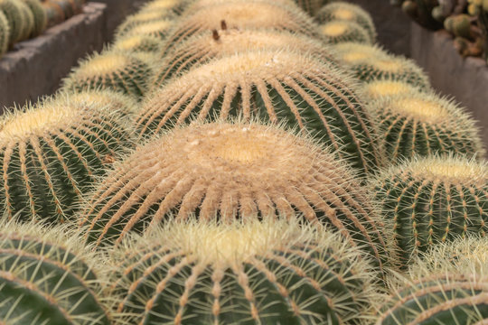Thorny spiky round cactus.