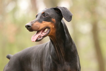Dobermann