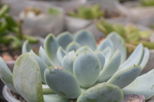Naturally grown plants in a garden.