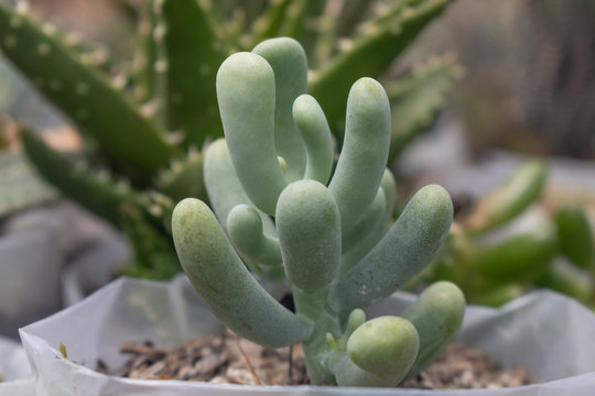 Naturally grown plants in a garden.