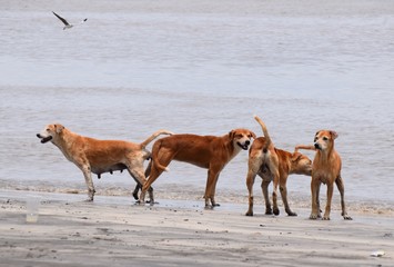 streunende Hunde an einem Strand in Afrika