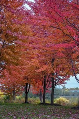 Brilliant Red Maple Trees on a trail in Autumn