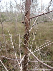Peculiar Tree Branches in the Everglades National Park Florida, USA