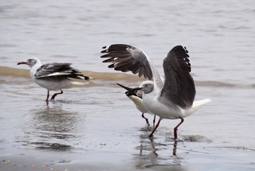 Möwen an einem Strand im Herbst