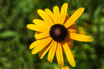 Close-up of a yellow perennial coneflower