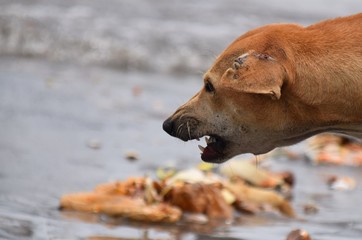 streunende Hunde an einem Strand in Afrika
