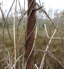 Peculiar Tree Branches in the Everglades National Park Florida, USA