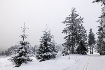 Winter mit Schnee im Thüringer Wald bei Oberhof