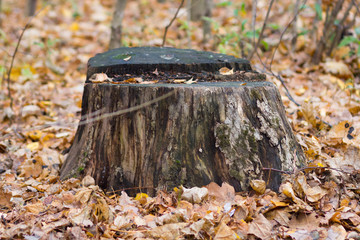Stump in the autumn forest among fall yellow leaves