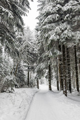 Winter mit Schnee im Thüringer Wald bei Oberhof