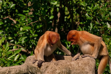 Malaysia. The long-nosed monkey or kahau (lat. Nasalis larvatus) — a species of primates from the subfamily of thin-bodied monkeys in the family of monkeys.