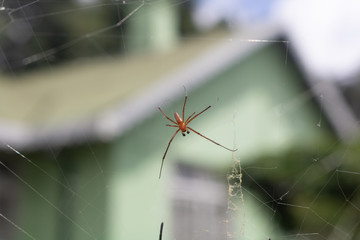 Closeup picture of a small sized spider with its net, hanging from its net in a garden.