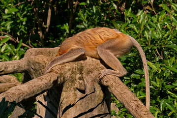 Malaysia. The long-nosed monkey or kahau (lat. Nasalis larvatus) — a species of primates from the subfamily of thin-bodied monkeys in the family of monkeys.