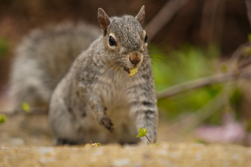Squirrel having a piece of food in its mouth