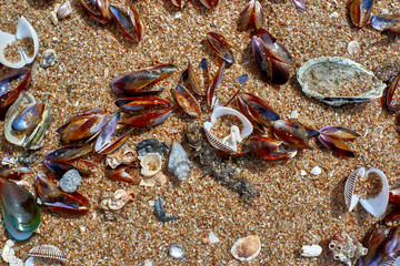 Seashells on the shore
